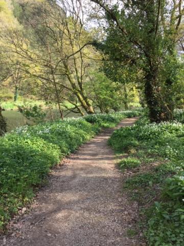 Riverside Stay Gunnislake Exteriör bild